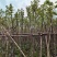 黄花风铃木基地直销规格齐全欢迎老板来电咨询合作