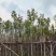 黄花风铃木基地直销规格齐全欢迎老板来电咨询合作