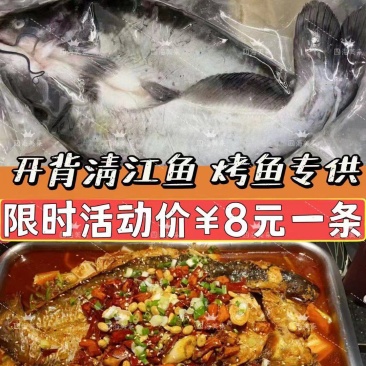 开背清江鱼，宰杀干净发货，量大从优