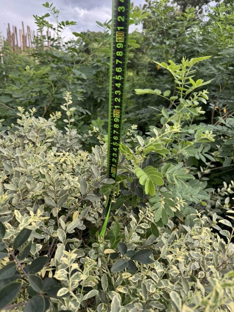 花叶女贞球/银姬小蜡球60至1.2米