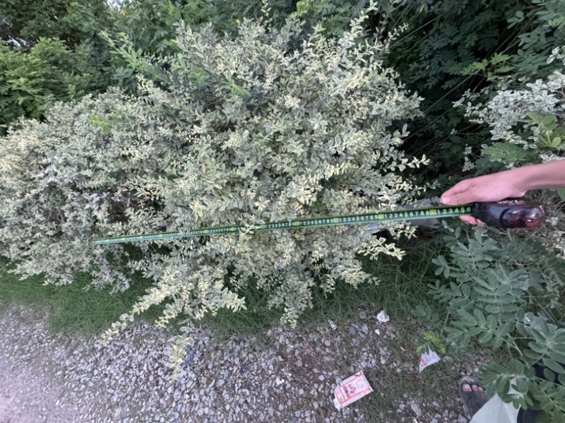 花叶女贞球/银姬小蜡球60至1.2米