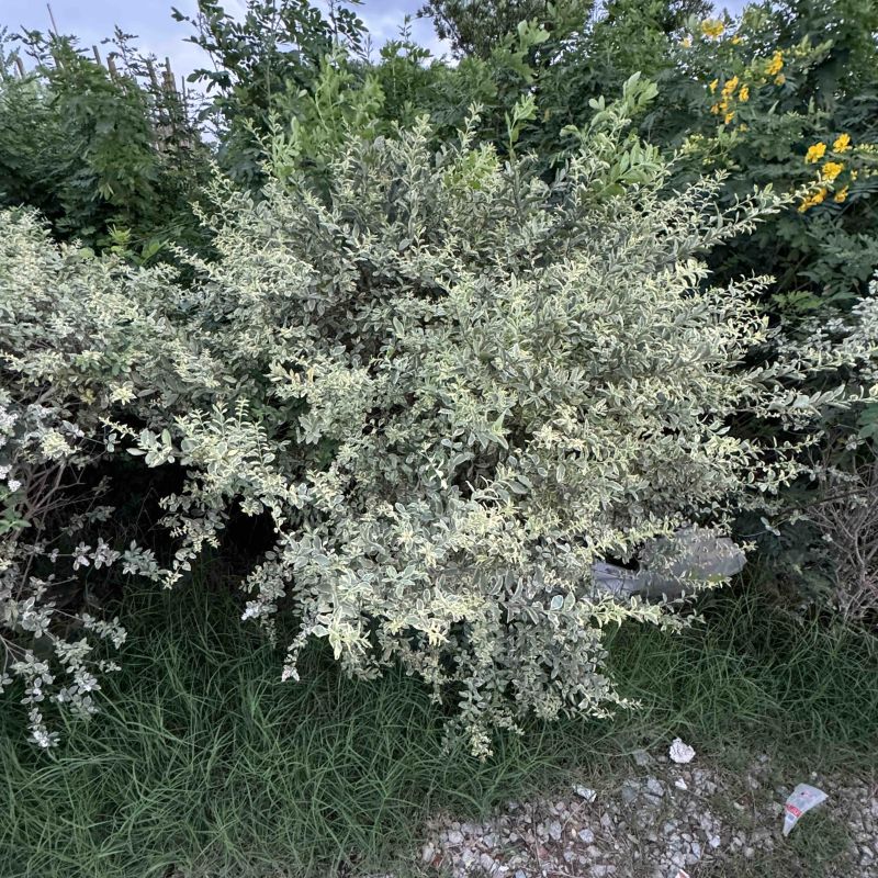 花叶女贞球/银姬小蜡球60至1.2米