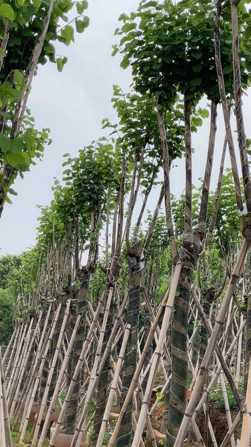 宫粉紫荆大骨架苗基地直销规格齐全欢迎老板来电咨询合作