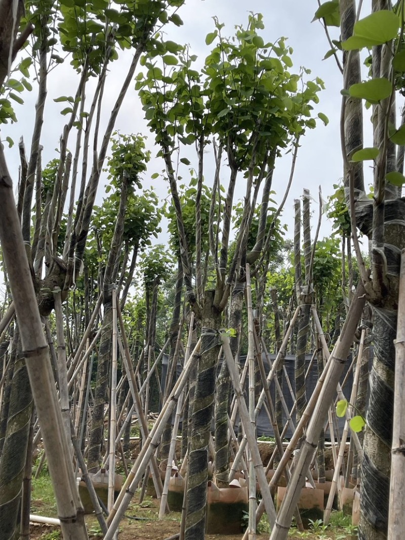 宫粉紫荆大骨架苗基地直销规格齐全欢迎老板来电咨询合作