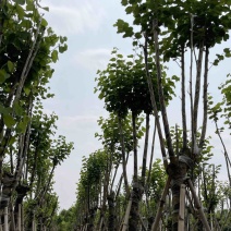 宫粉紫荆大骨架苗基地直销规格齐全欢迎老板来电咨询合作
