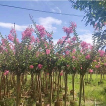 红火箭紫薇/小叶紫薇基地直销规格齐全欢迎老板来电咨询