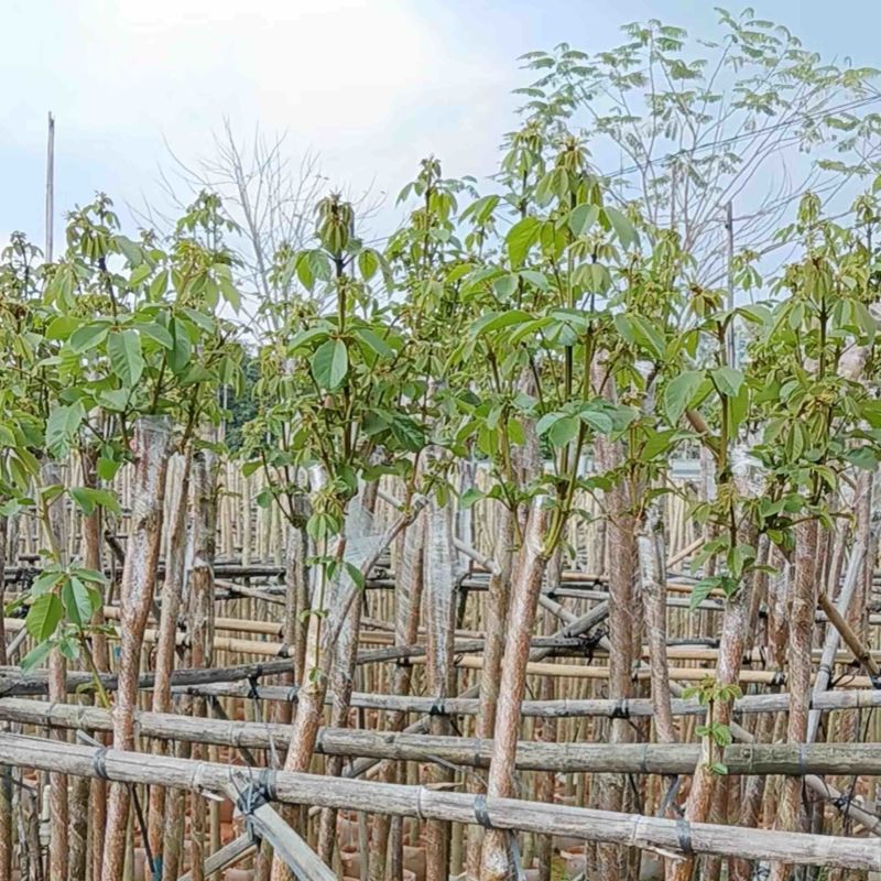 多花/少花黄花风铃木基地直销规格齐全欢迎老板来电咨询