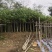 黄槿基地直销规格齐全欢迎老板来电咨询合作