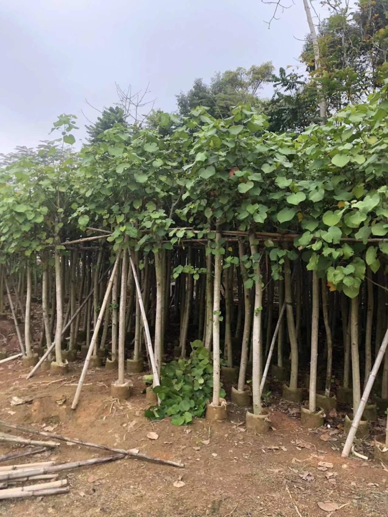 黄槿基地直销规格齐全欢迎老板来电咨询合作