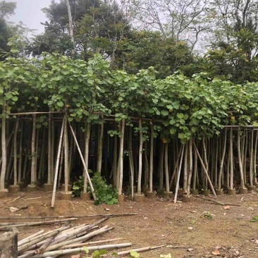 黄槿基地直销规格齐全欢迎老板来电咨询合作