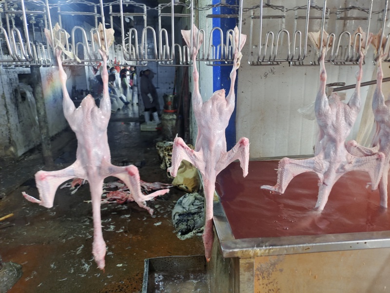 大三花品种，白条鹅不良鹅随机发货，一箱净重38斤