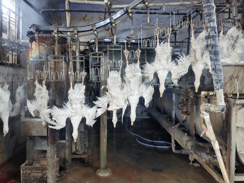 大三花品种，白条鹅不良鹅随机发货，一箱净重38斤