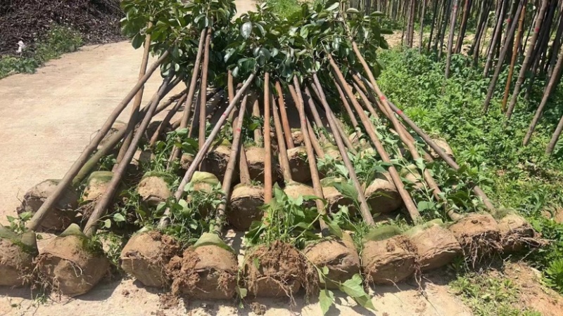 秋枫树基地直销规格齐全欢迎老板来电咨询合作