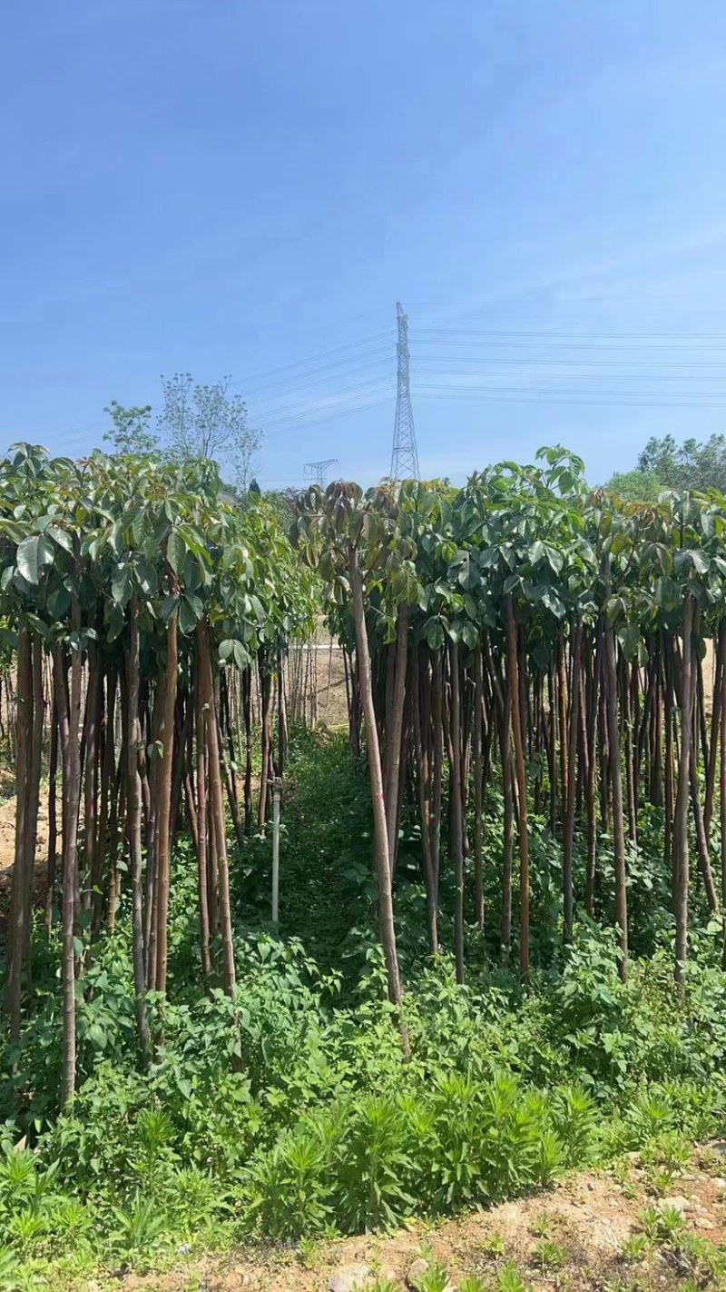 秋枫树基地直销规格齐全欢迎老板来电咨询合作