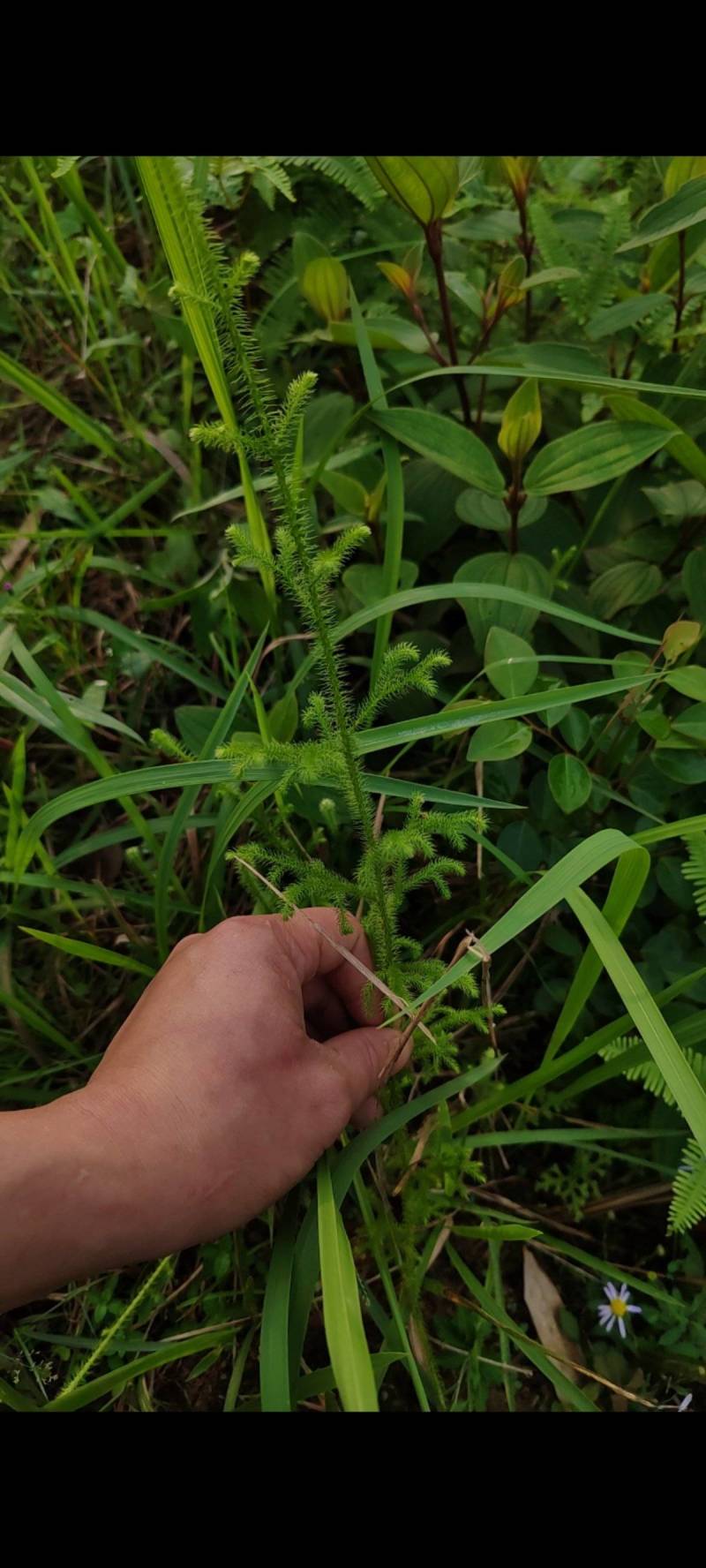 深山伸筋草，鲜品