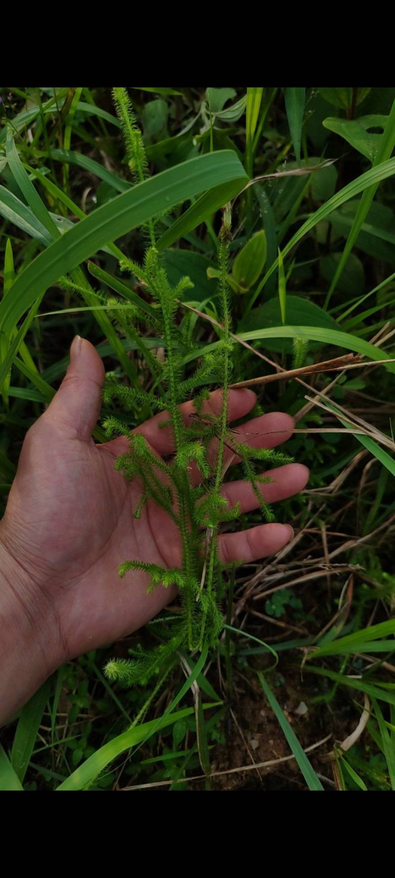 深山伸筋草，鲜品