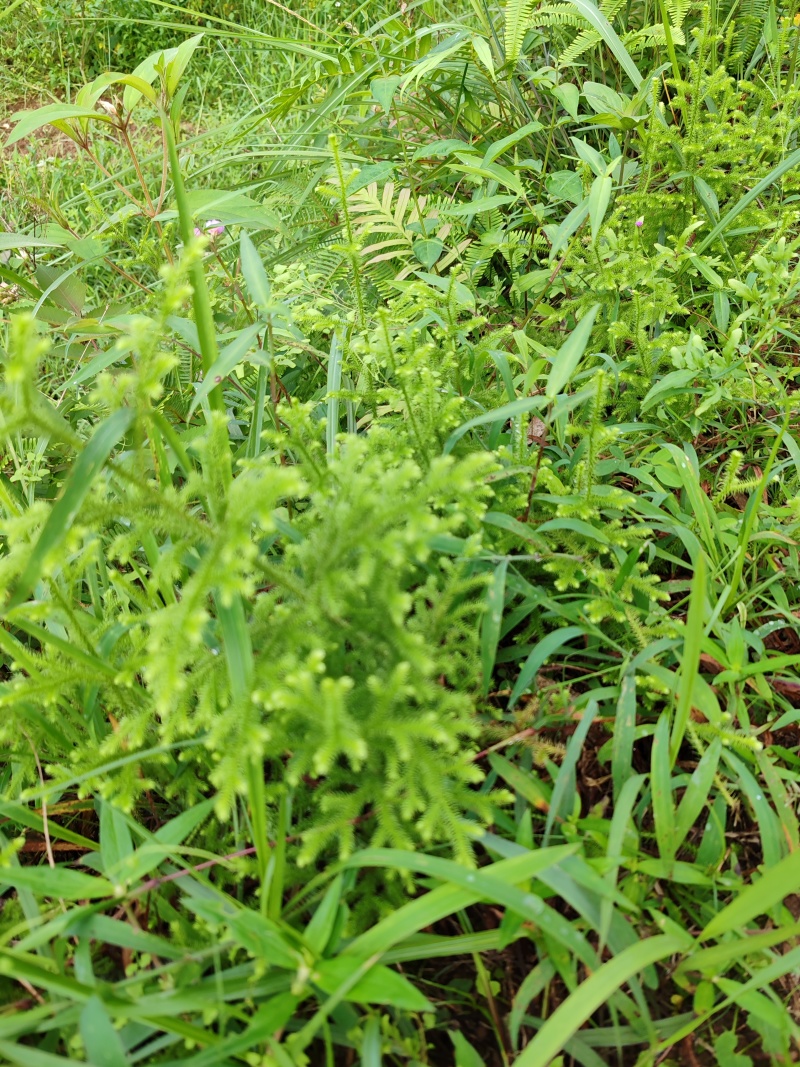 深山伸筋草，鲜品