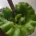 【精品】玉菇甜瓜香瓜糖度高专业供应量大从优