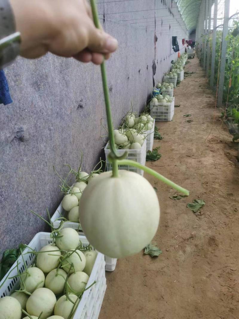 【精品】玉菇甜瓜香瓜糖度高专业供应量大从优