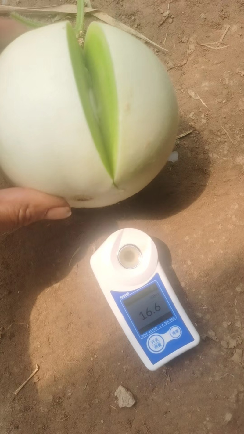 【精品】玉菇甜瓜香瓜糖度高专业供应量大从优