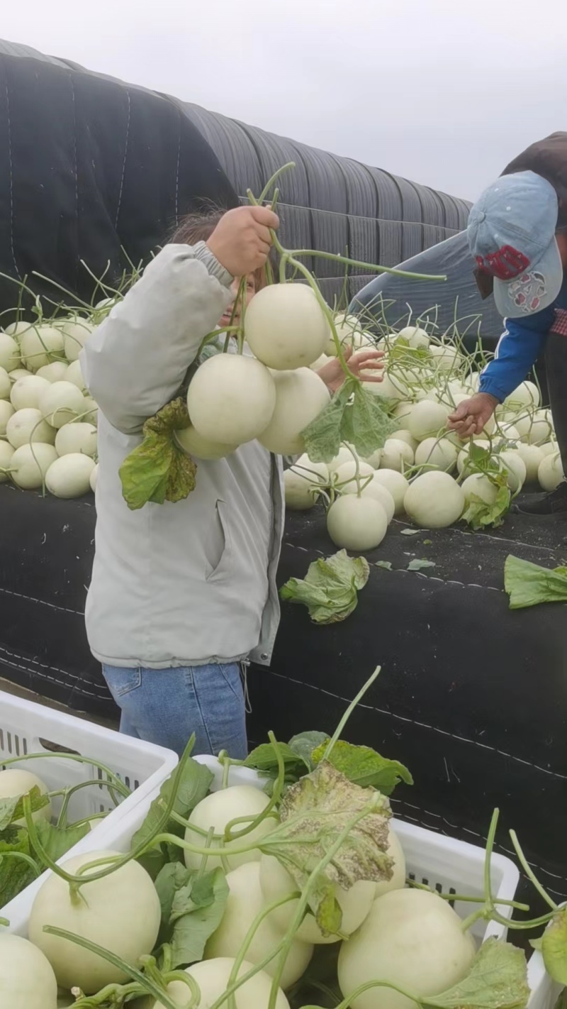 【精品】玉菇甜瓜香瓜糖度高专业供应量大从优