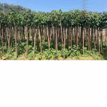 秋枫树基地直销规格齐全欢迎老板来电咨询合作