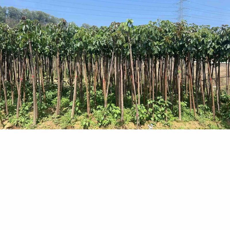 秋枫树基地直销规格齐全欢迎老板来电咨询合作
