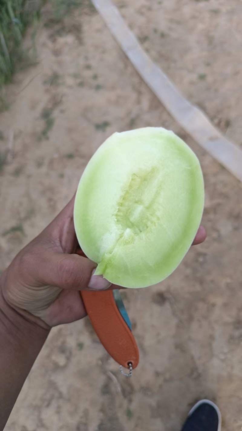 玉菇甜瓜冰淇淋甜瓜大量上市产地直发现摘现发