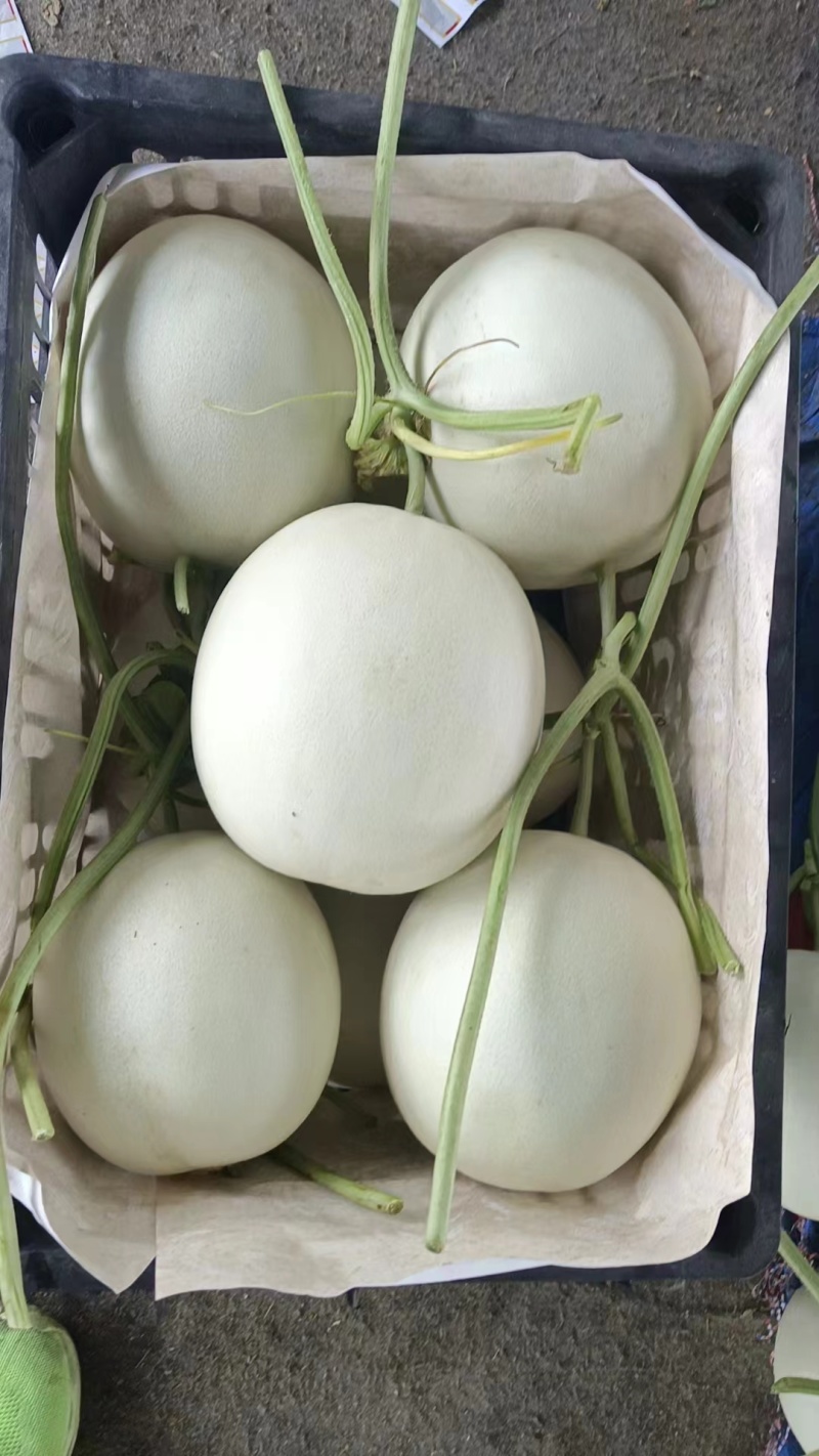 玉菇甜瓜冰淇淋甜瓜大量上市产地直发现摘现发