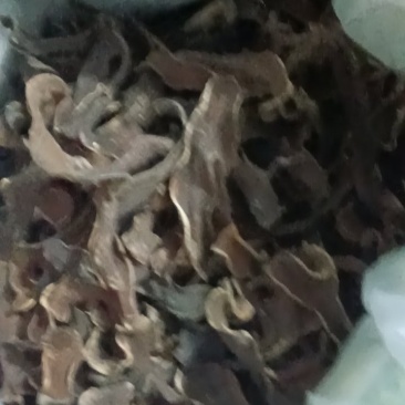 狗仔豆干