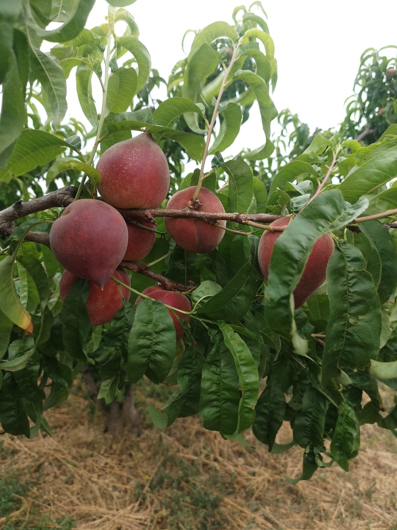 【优选好货】云南红宝石油桃大量新鲜上市，产区直发价格公道