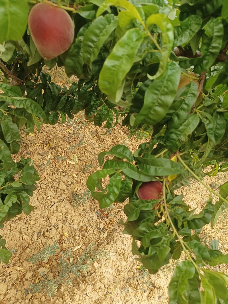 【优选好货】云南红宝石油桃大量新鲜上市，产区直发价格公道