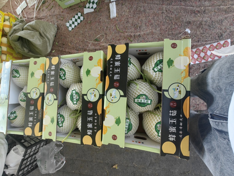 玉菇甜瓜冰淇淋甜瓜大量上市产地直发现摘现发