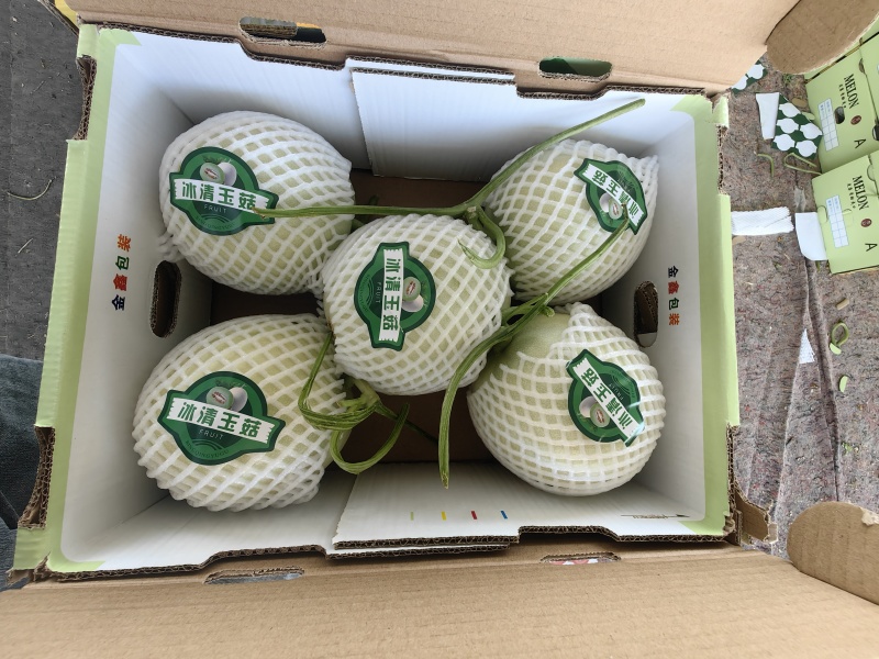 玉菇甜瓜冰淇淋甜瓜大量上市产地直发现摘现发