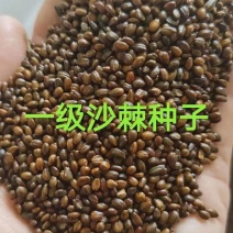 大果沙棘种子。加工销售。