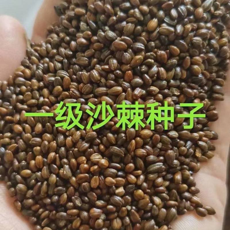 大果沙棘种子。加工销售。
