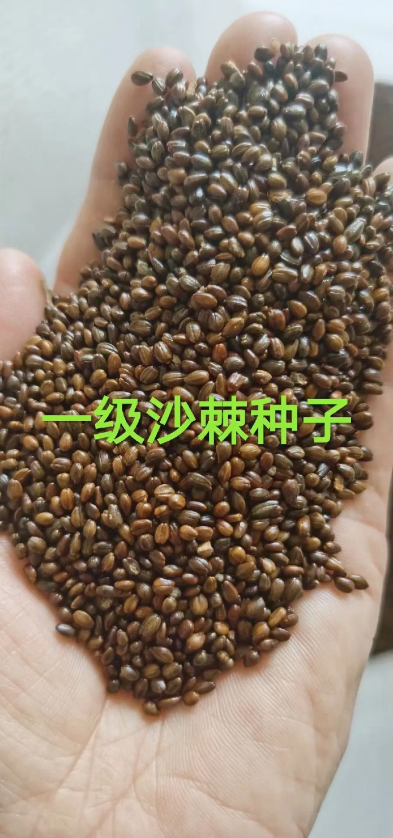 大果沙棘种子。加工销售。
