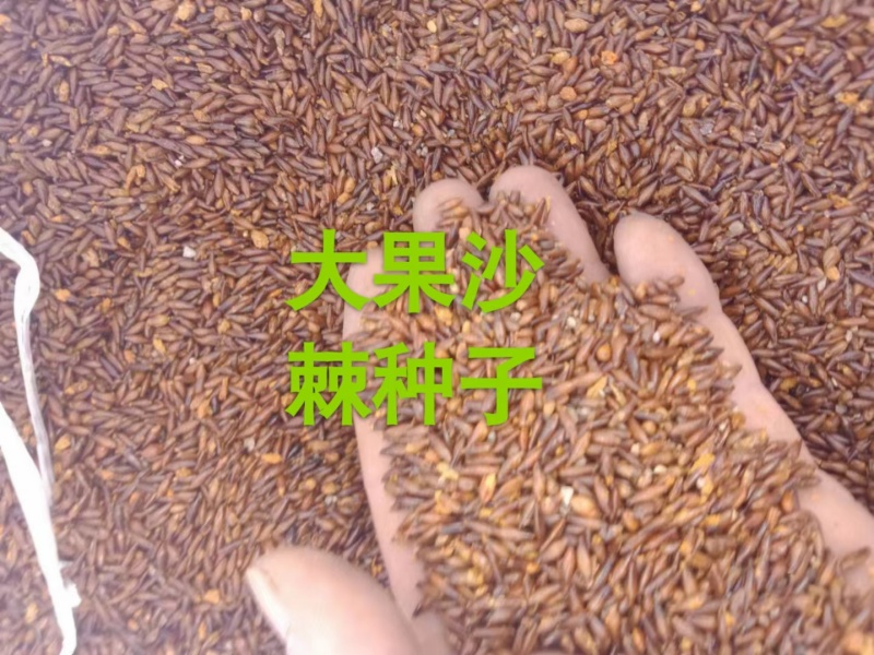 大果沙棘种子。加工销售。