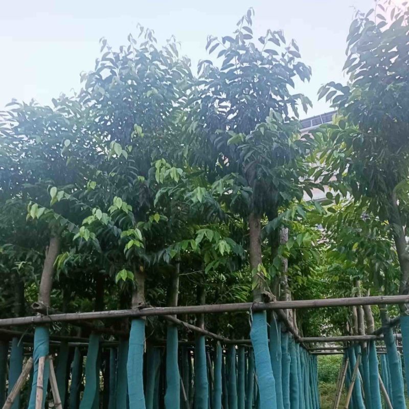 沉香树基地直销规格齐全欢迎老板来电咨询合作