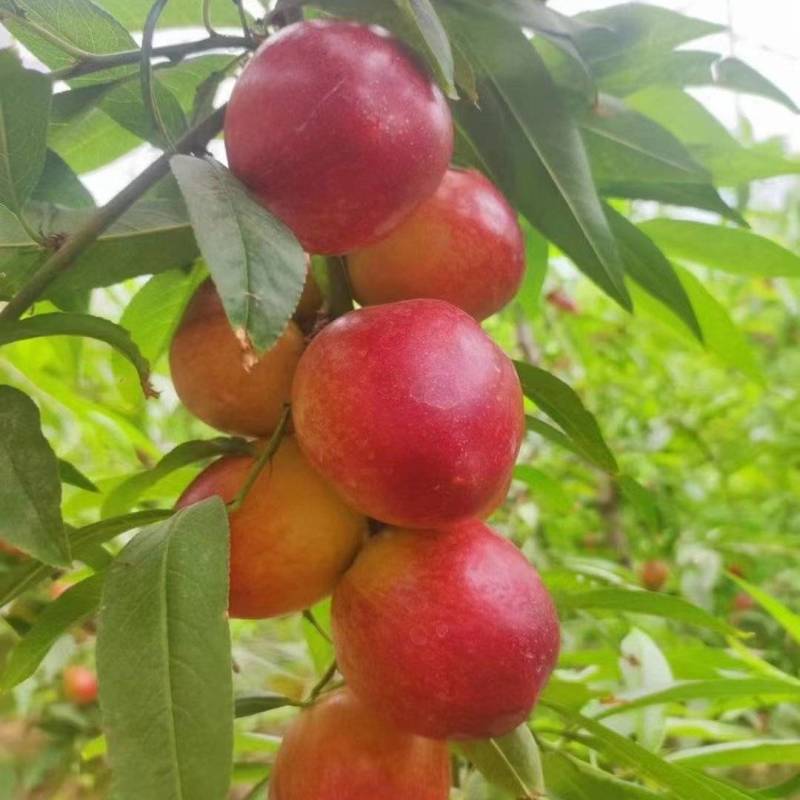 珍珠枣油桃大量供应