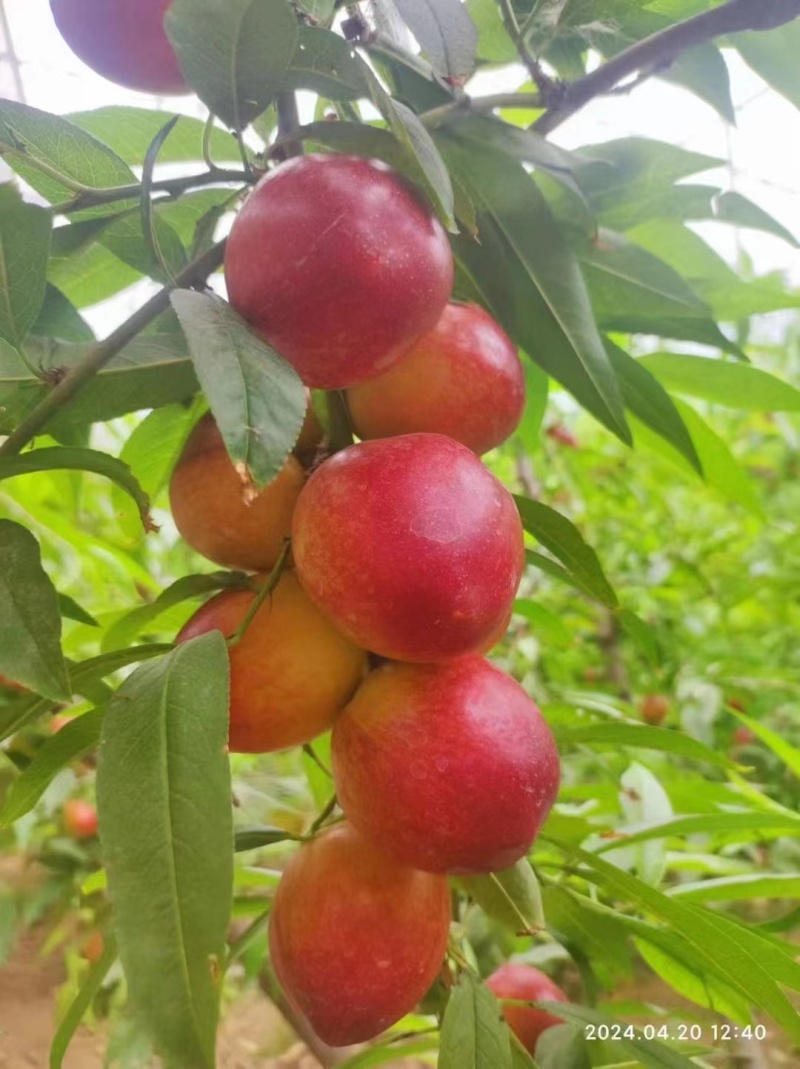 珍珠枣油桃大量供应