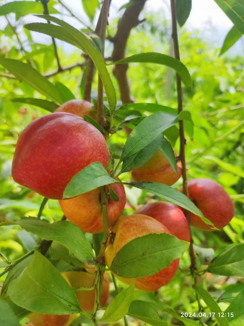 珍珠枣油桃大量供应