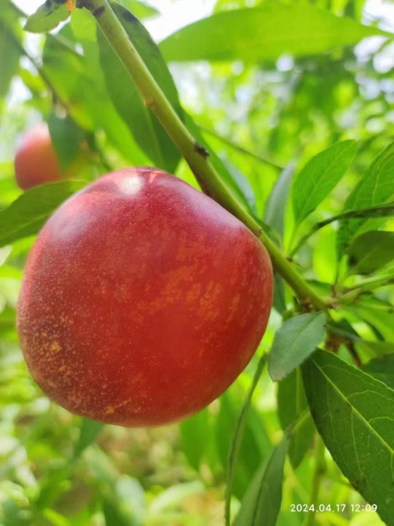 珍珠枣油桃大量供应