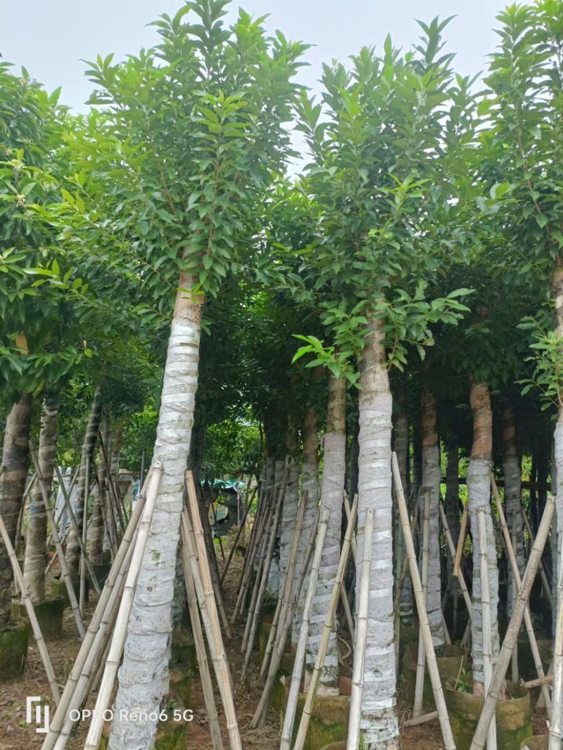 水翁基地直销规格齐全欢迎老板来电咨询合作