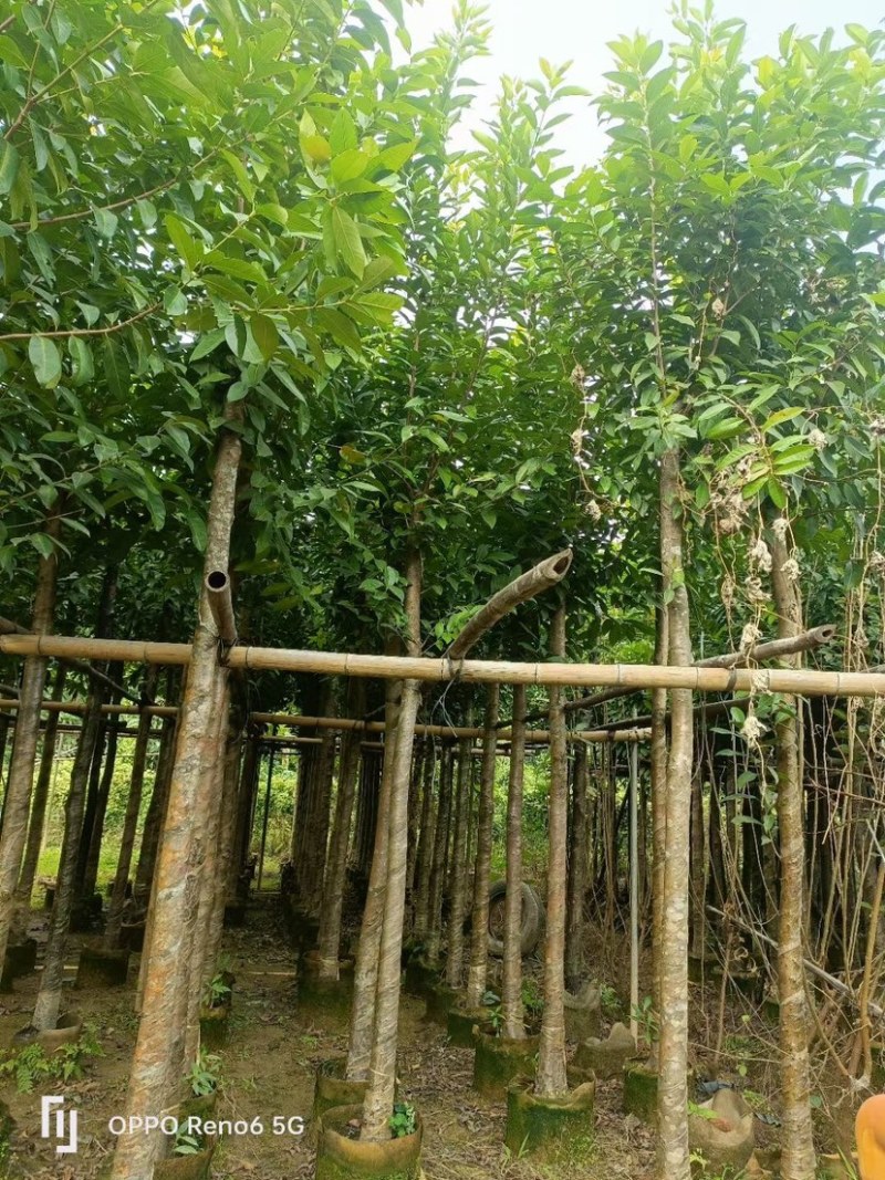 水翁基地直销规格齐全欢迎老板来电咨询合作