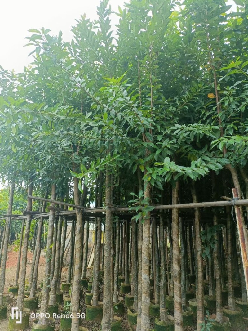水翁基地直销规格齐全欢迎老板来电咨询合作