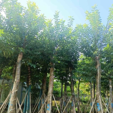 水翁基地直销规格齐全欢迎老板来电咨询合作