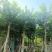 水翁基地直销规格齐全欢迎老板来电咨询合作