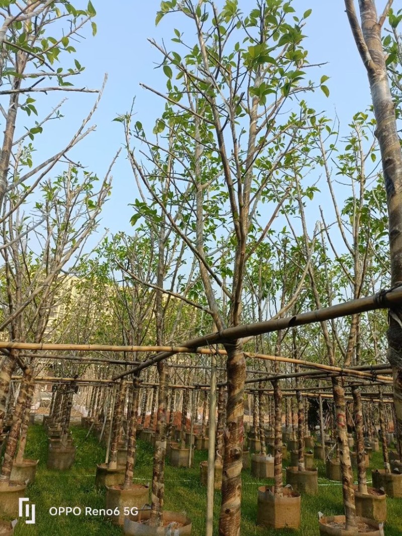 白玉兰基地直销规格齐全欢迎老板来电咨询合作