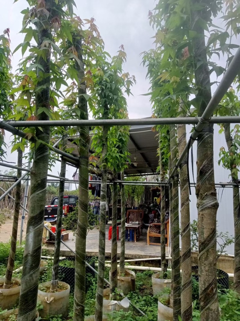 枫香树基地直销规格齐全欢迎老板来电咨询合作